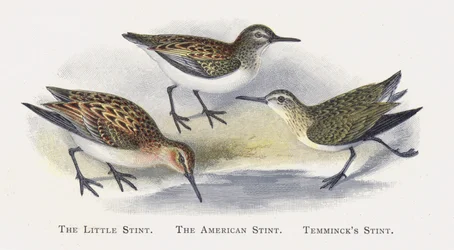 The Little Stint, The American Stint, Temmincks Stint